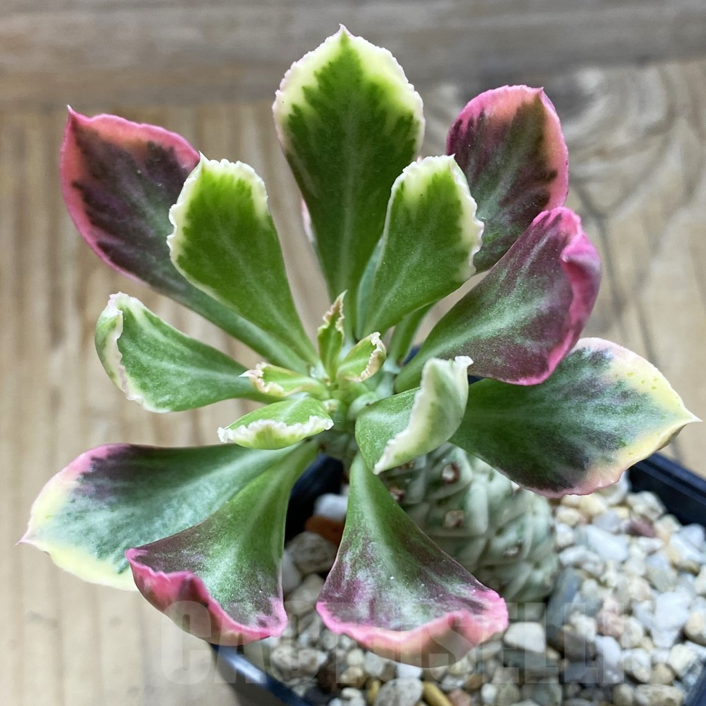 SH17320 Monadenium stapelioides f. variegata