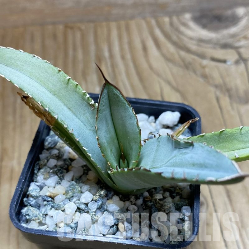 SH17322 Agave titanota ‘Blue Alabaster’