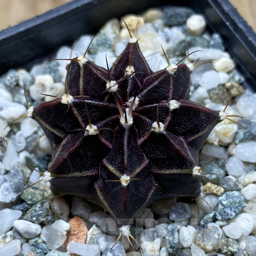 SH17265 Gymnocalycium mihanovichii ‘Black Widow’ hybrid