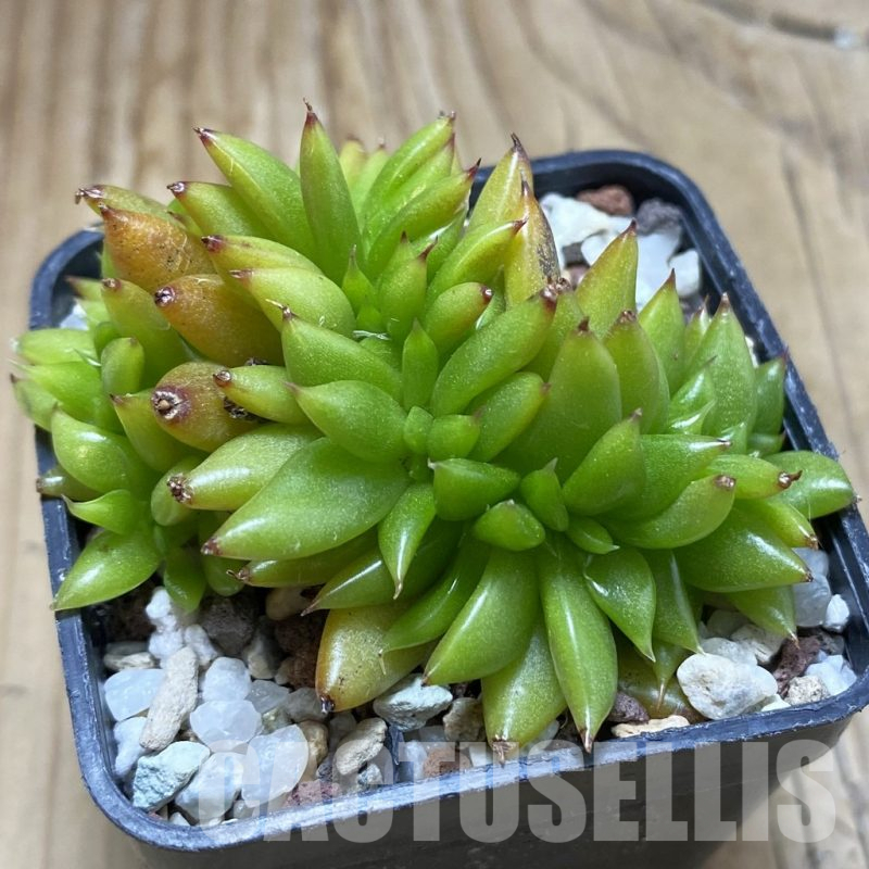SH17325 Echeveria agavoides f. cristata