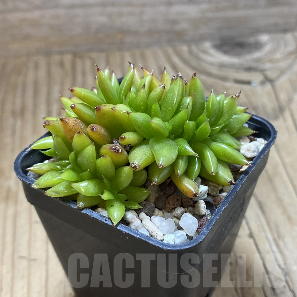 SH17325 Echeveria agavoides f. cristata - Зображення 2