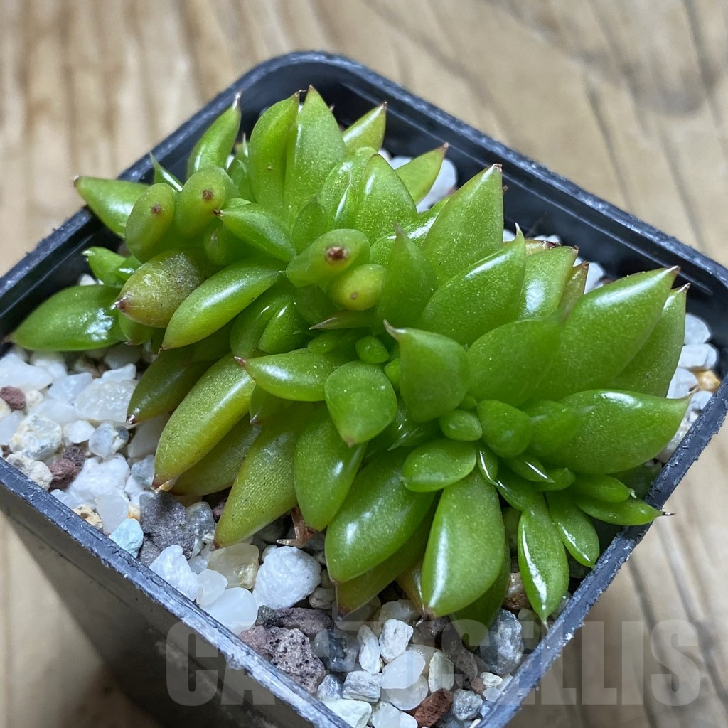 SH17326 Echeveria agavoides f. cristata - Зображення 2