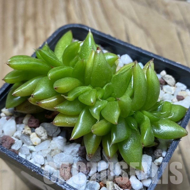SH17326 Echeveria agavoides f. cristata