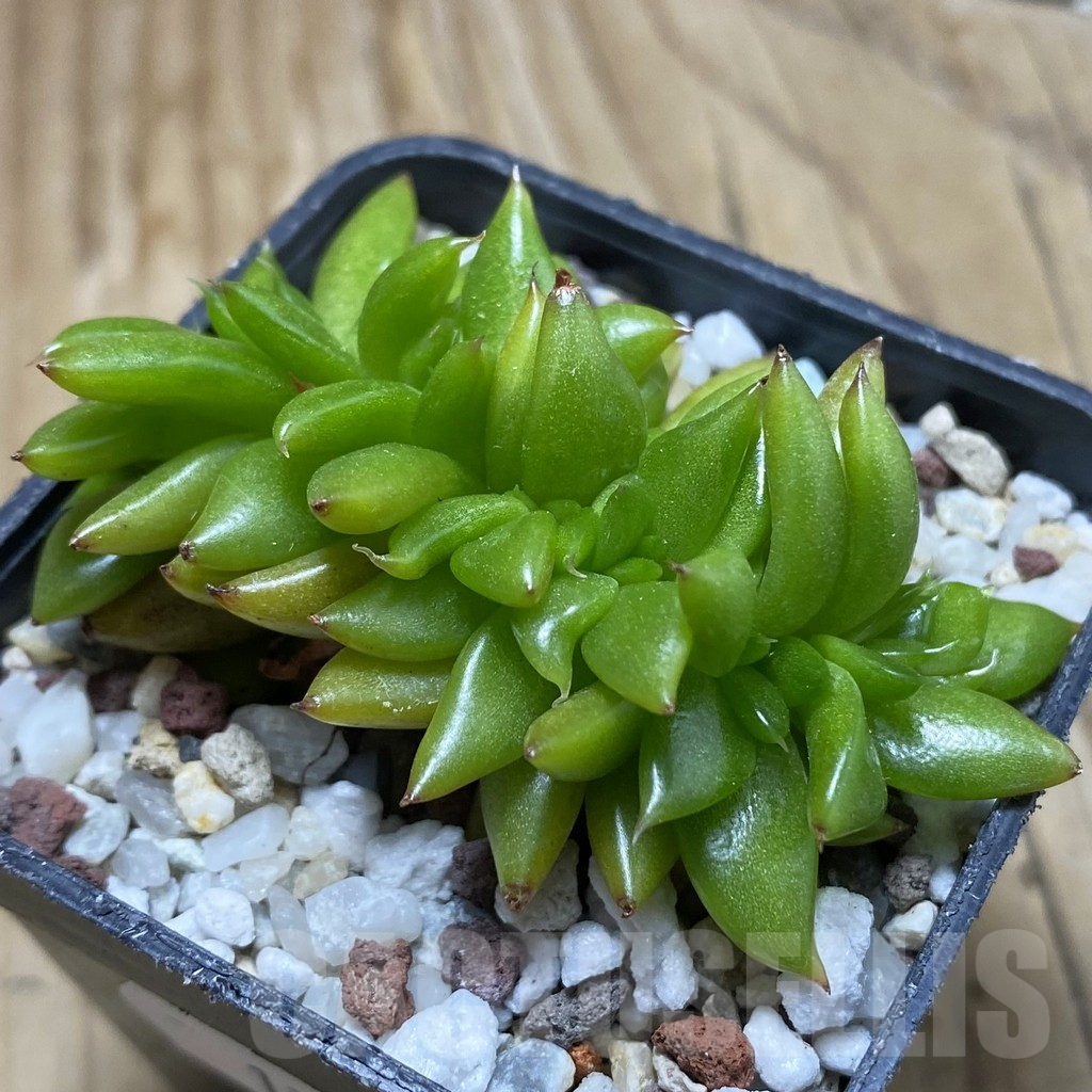 SH17326 Echeveria agavoides f. cristata