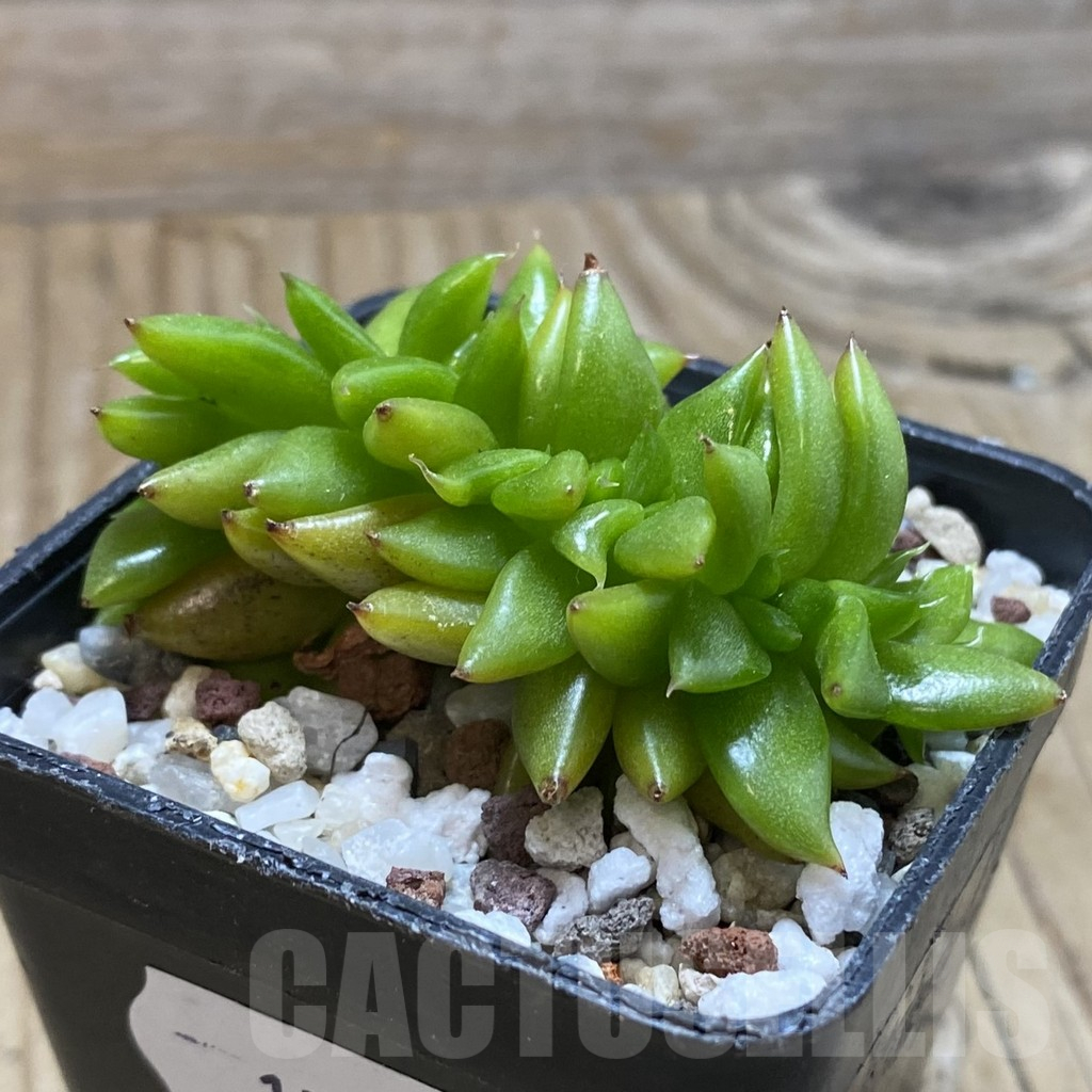 SH17326 Echeveria agavoides f. cristata - Зображення 3