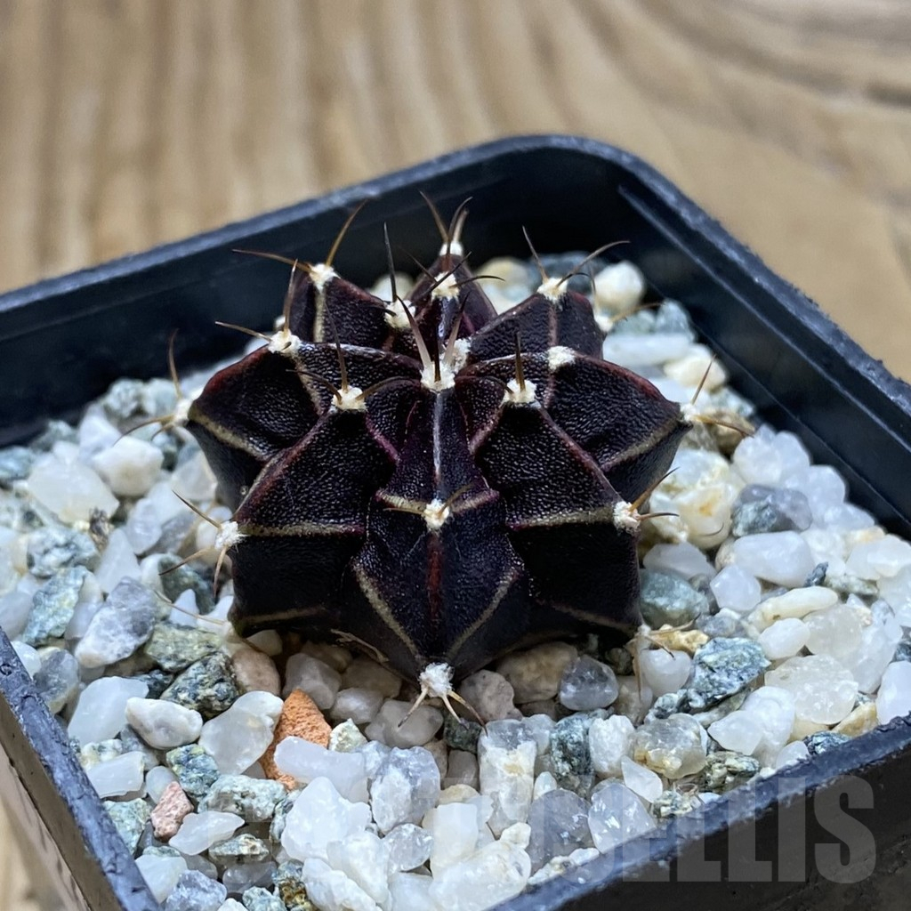 SH17265 Gymnocalycium mihanovichii ‘Black Widow’ hybrid - Image 2