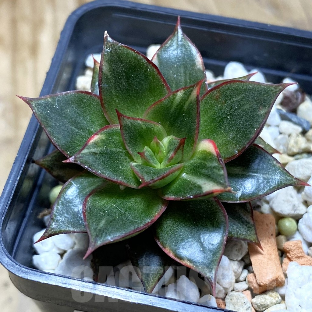 SH17328 Echeveria purpusorum f. variegata
