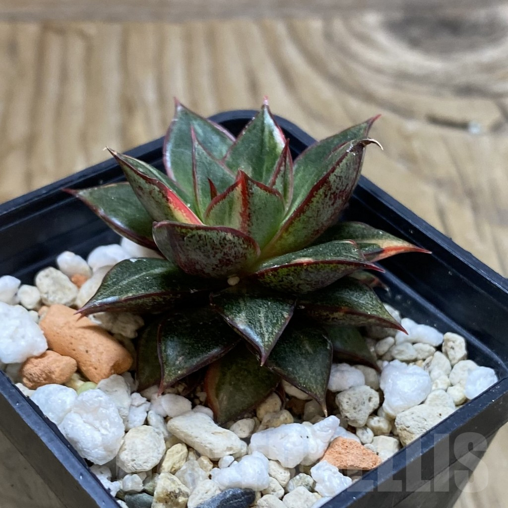 SH17328 Echeveria purpusorum f. variegata - Image 2