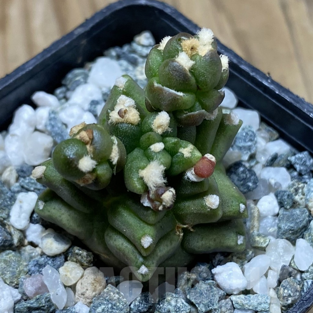 SH17267 Gymnocalycium mihanovichii ‘Transformer’