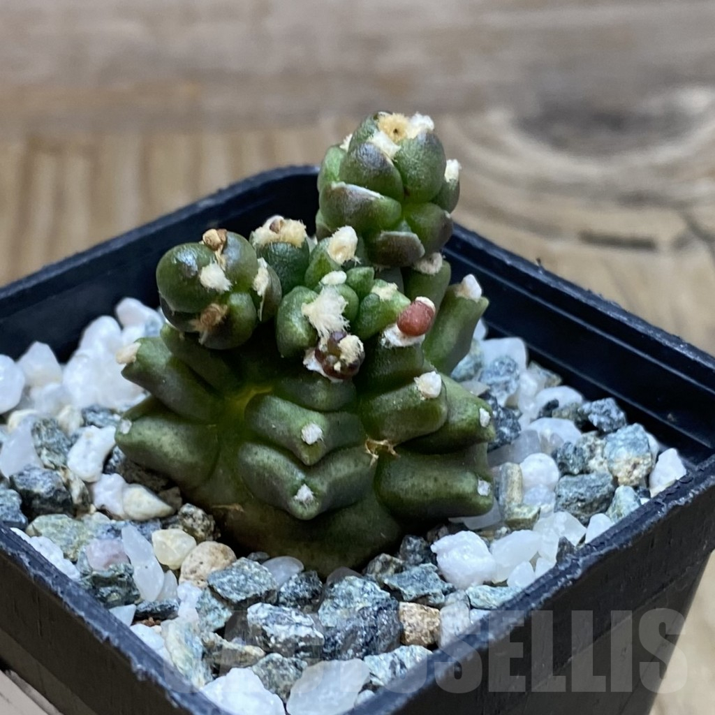 SH17267 Gymnocalycium mihanovichii ‘Transformer’ - Image 2