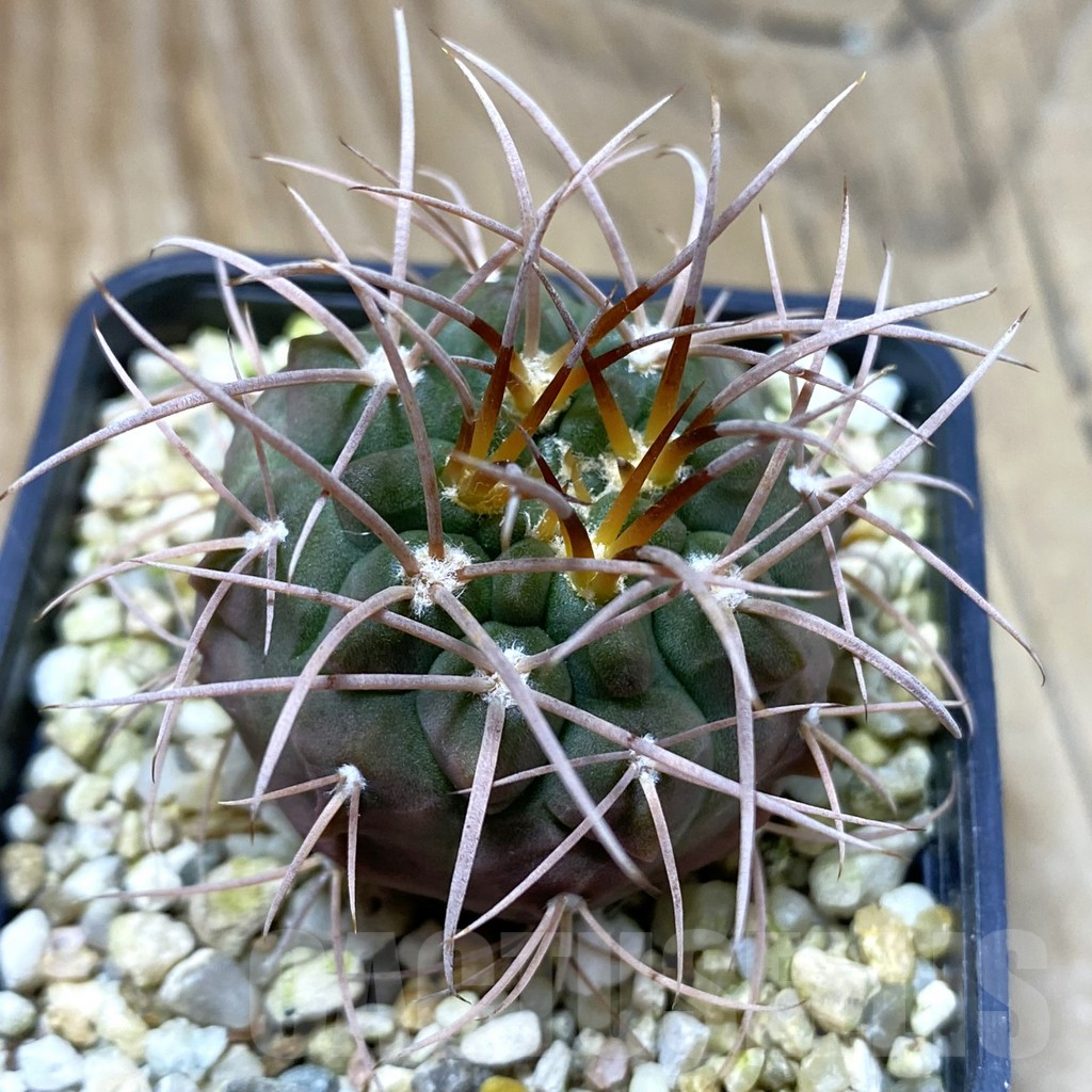 SH17269 Gymnocalycium guanchinense P226