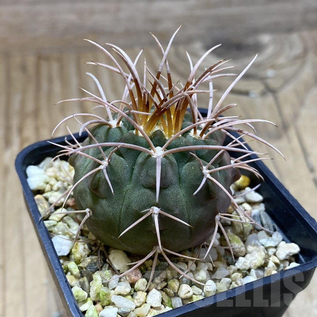 SH17269 Gymnocalycium guanchinense P226 - Image 2