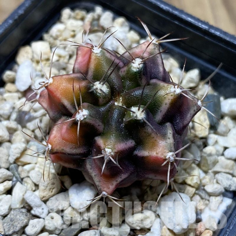 SH17271 Gymnocalycium mihanovichii f. variegata