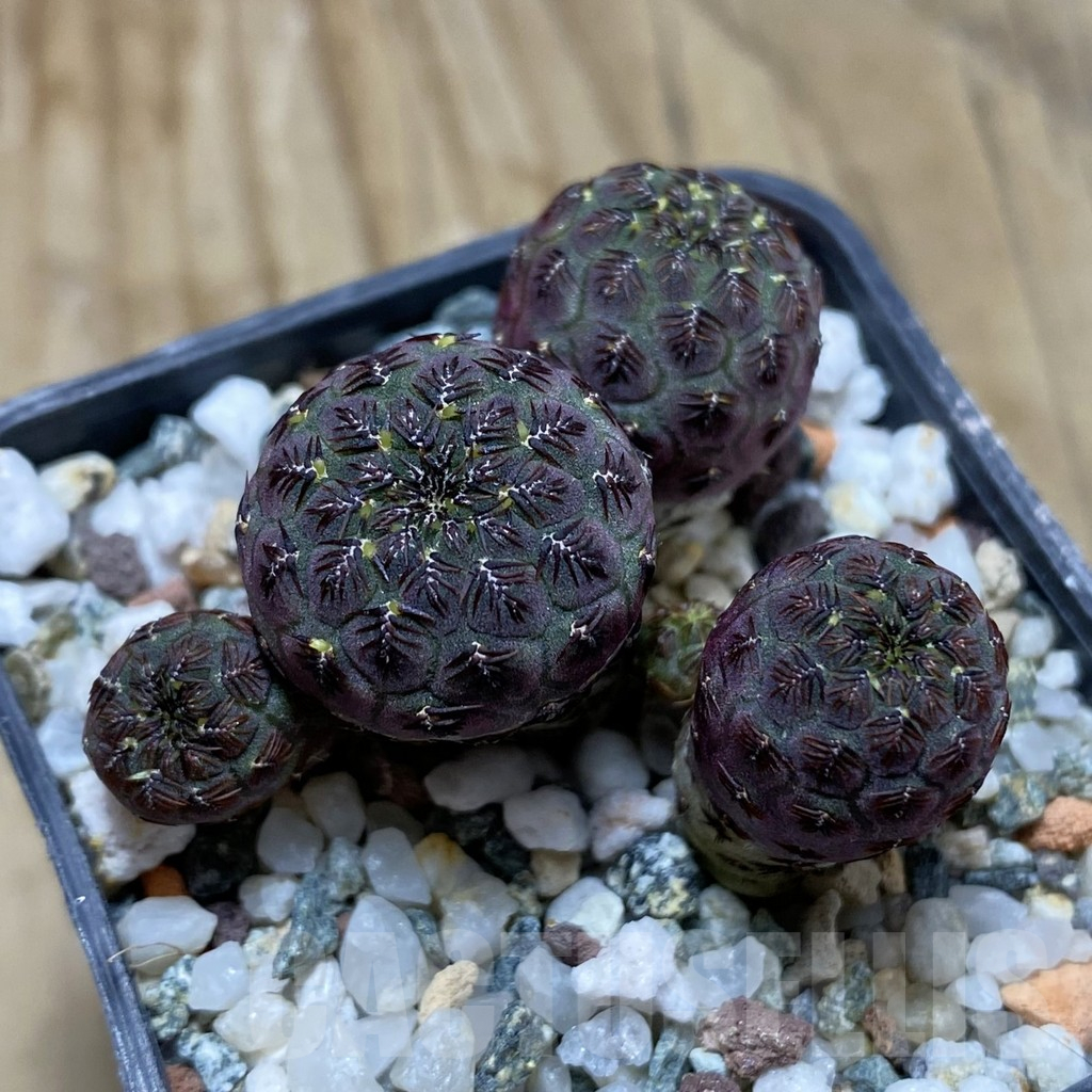 SH17274 Sulcorebutia rauschii