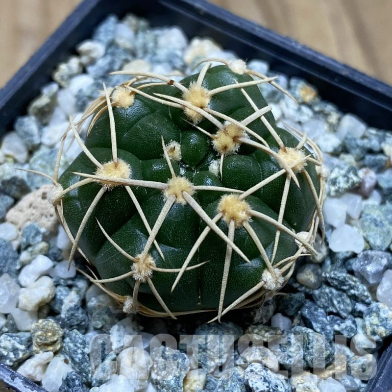 SH17260 Gymnocalycium uruguayense v. roseiflorum VG 458