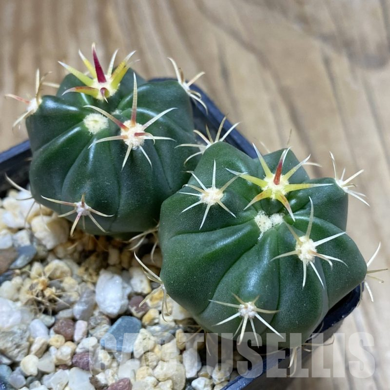 SH17275 Ferocactus latispinus, 2 plants