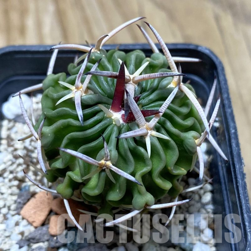 SHPR6569 Stenocactus phyllacanthus v. violaciflorus, San