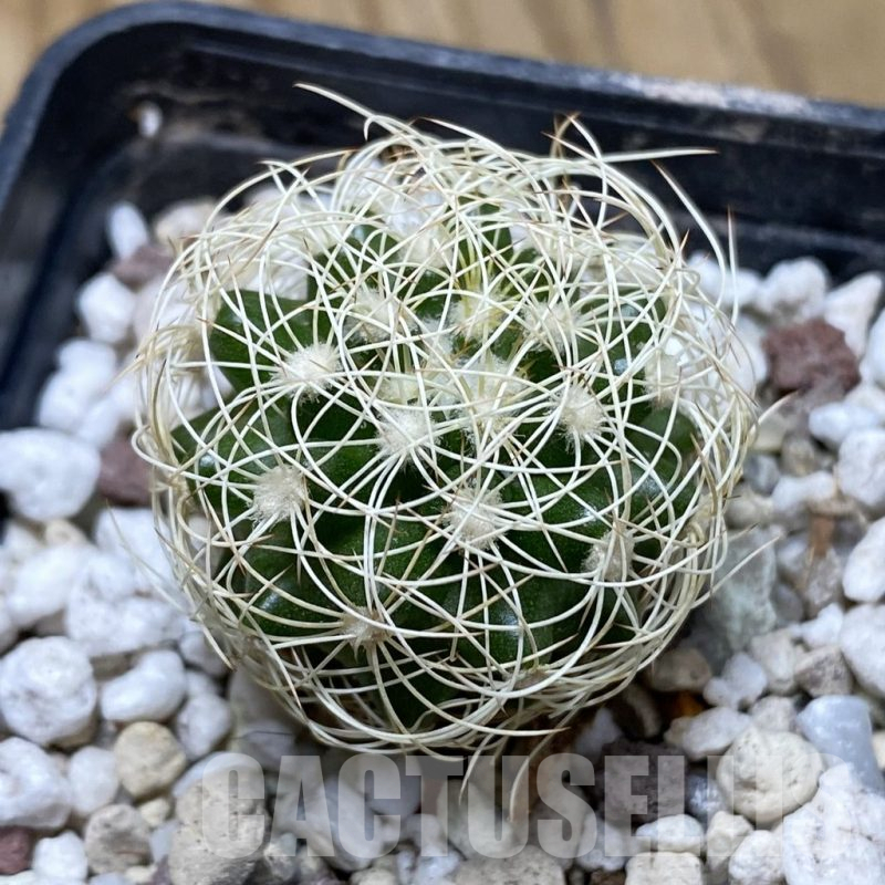 SH17279 Discocactus araneispinus HU 440