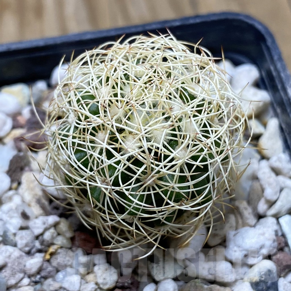 SH17280 Discocactus araneispinus HU 440
