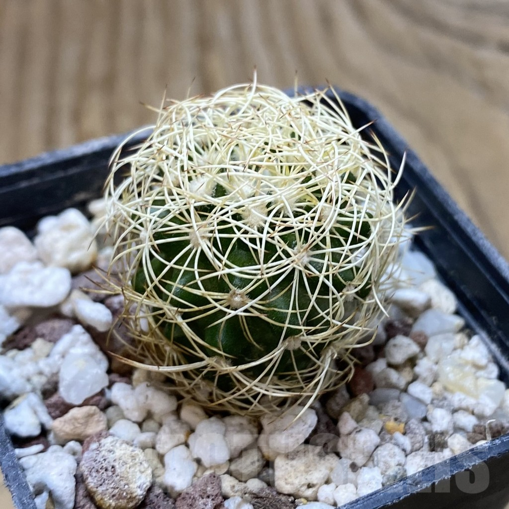 SH17280 Discocactus araneispinus HU 440 - Image 2