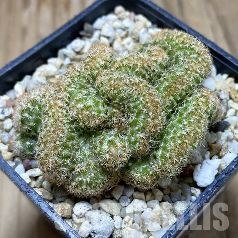 SH17284 Mammillaria elongata f.cristata clon 2