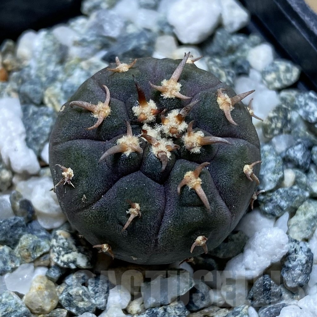 SH17261 Gymnocalycium spegazzinii v. unguispinum SL 443