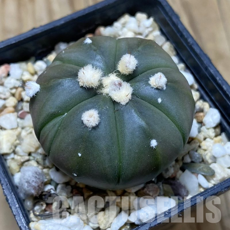 SH17285 Astrophytum asterias 'Ooibo' hybrid, 6-ribs