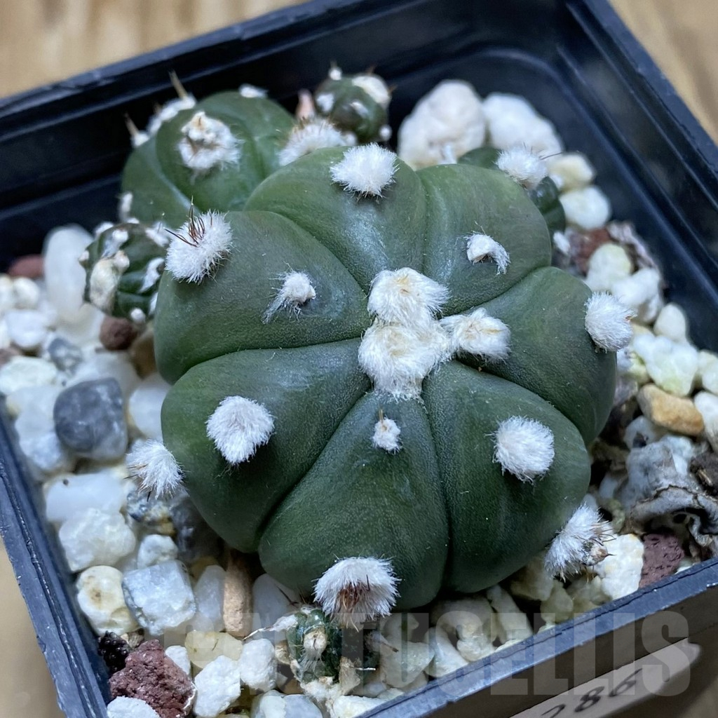 SH17286 Astrophytum asterias 'Ooibo' hybrid