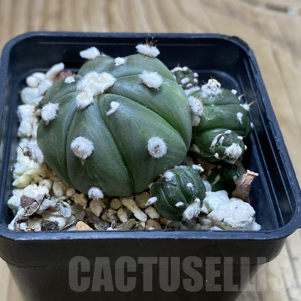 SH17286 Astrophytum asterias 'Ooibo' hybrid - Image 2