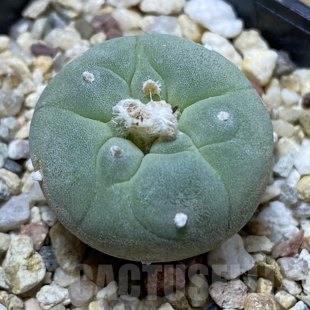 SH17287 Anhalonium frichii -white flower-