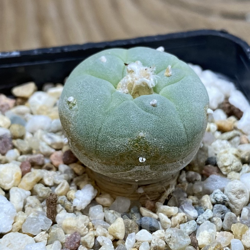 SH17287 Anhalonium frichii -white flower- - Imagen 2