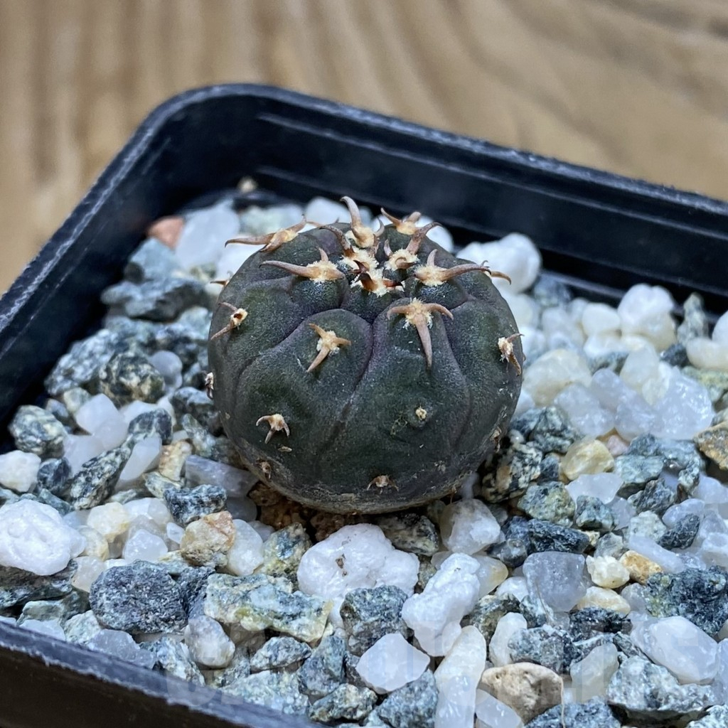 SH17261 Gymnocalycium spegazzinii v. unguispinum SL 443 - Imagen 2