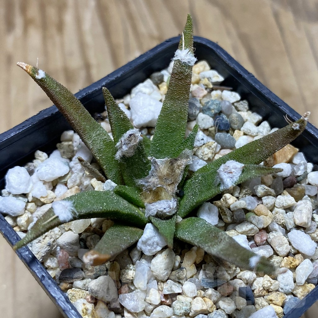 SH17290 Ariocarpus agavoides, old 8 years