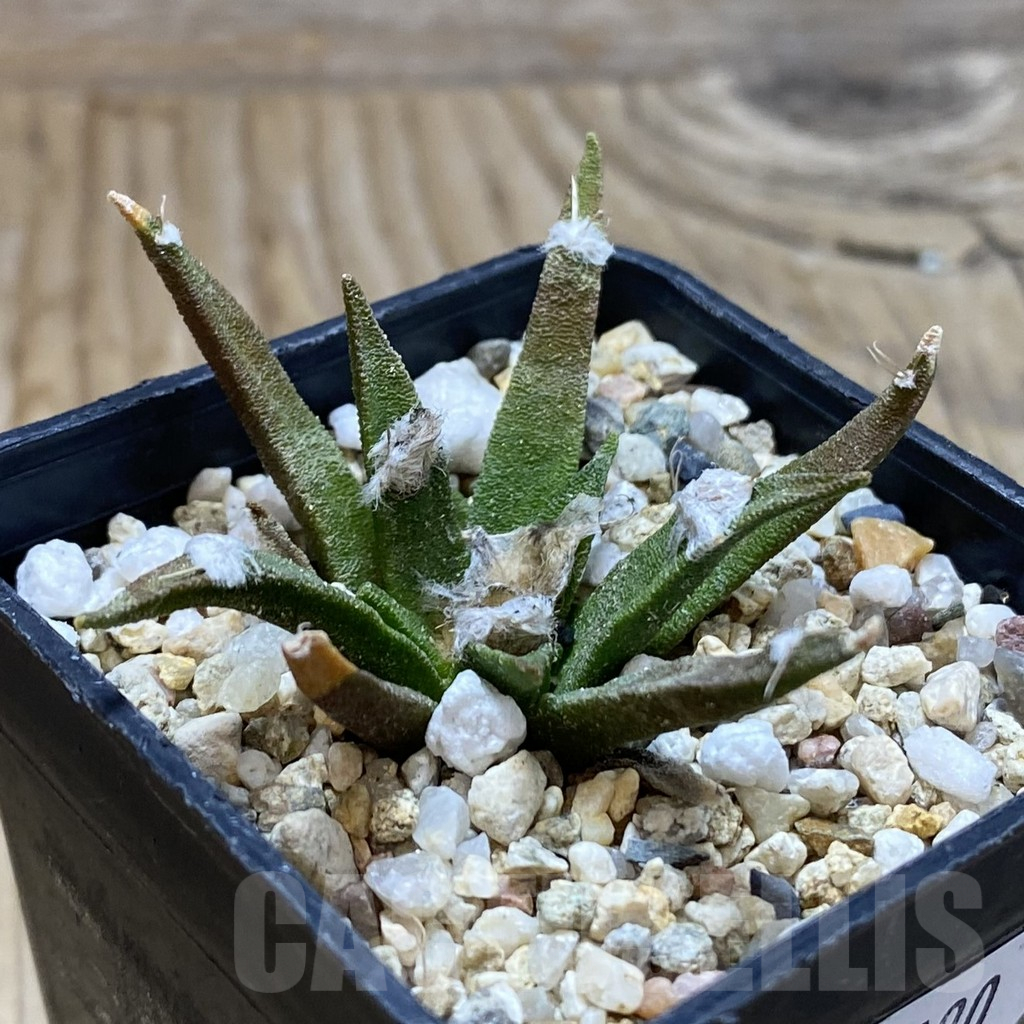 SH17290 Ariocarpus agavoides, old 8 years - Image 2