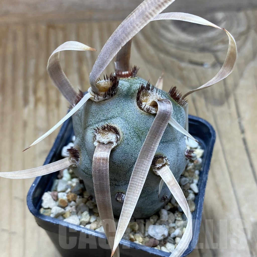 SH17291 Tephrocactus articulatus v. papyracanthus