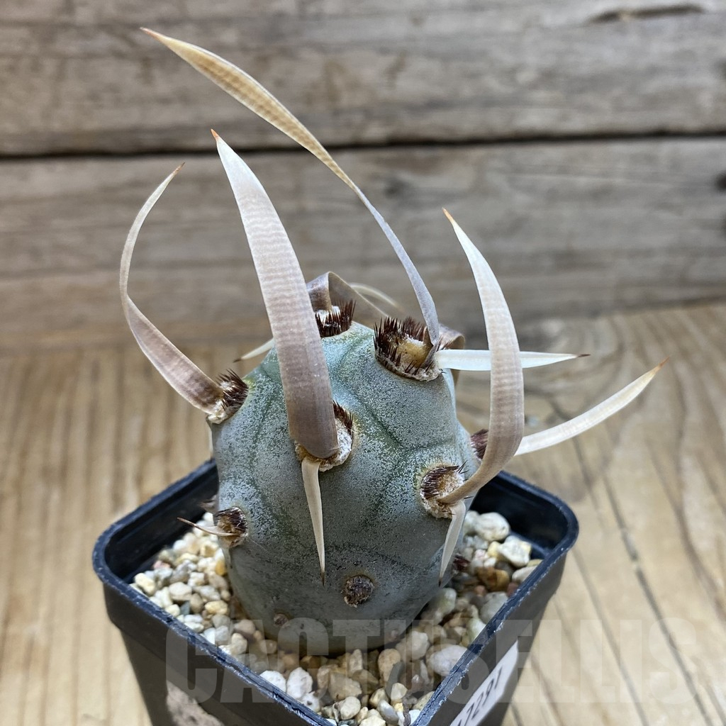 SH17291 Tephrocactus articulatus v. papyracanthus - 画像 (2)