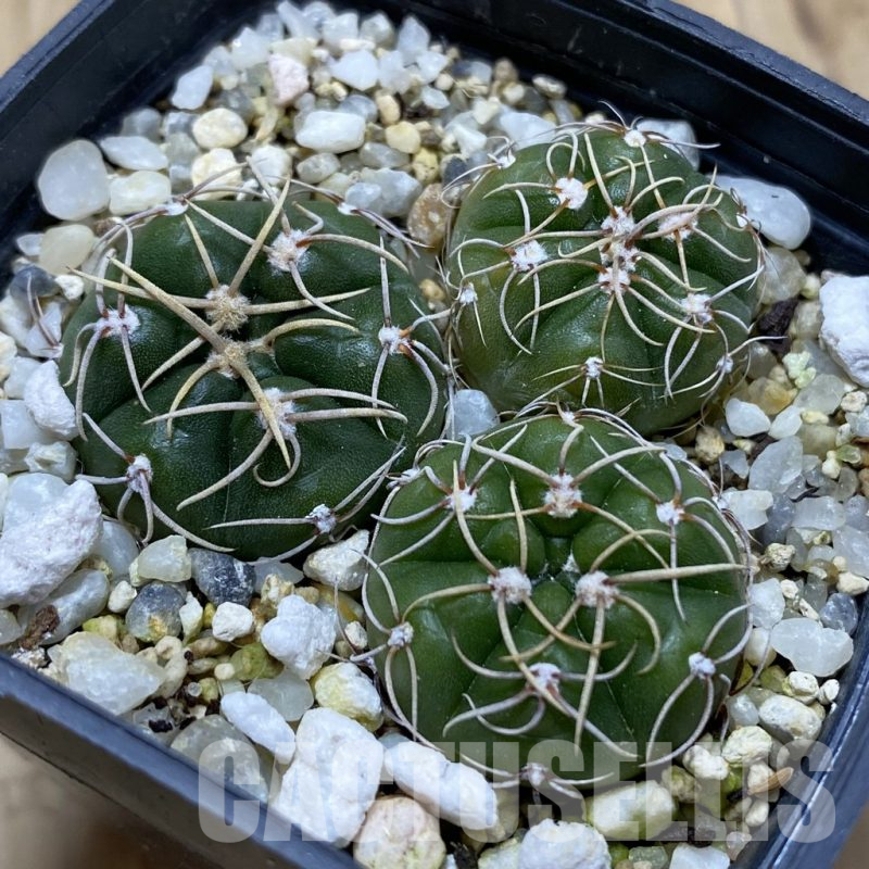 SH17426 Gymnocalycium uruguayense v. roseiflorum, 3 plants
