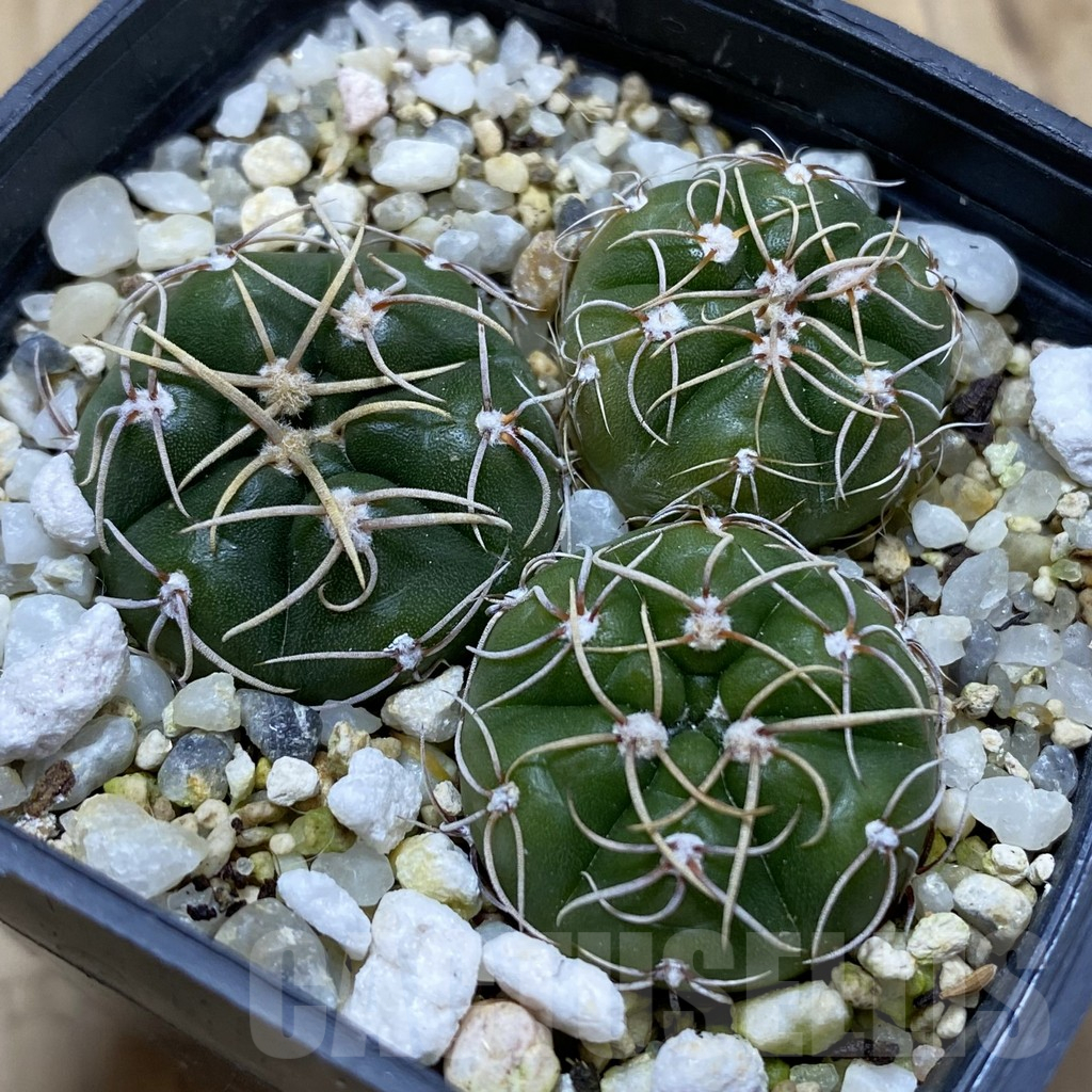 SH17426 Gymnocalycium uruguayense v. roseiflorum, 3 plants
