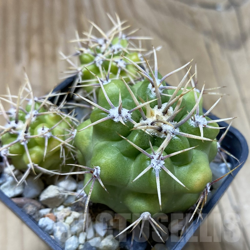 SH17428 Gymnocalycium achirasense v. chacrasense LB 360