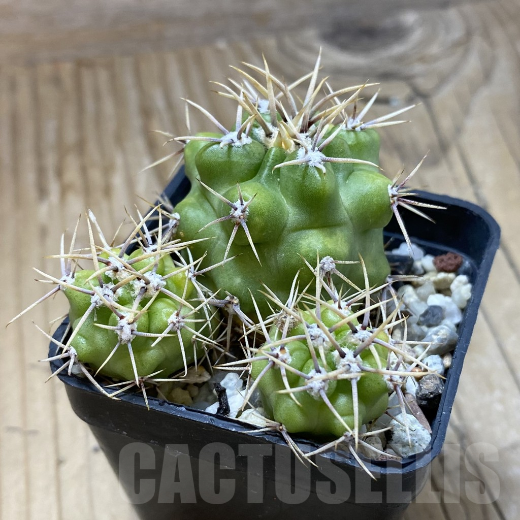 SH17428 Gymnocalycium achirasense v. chacrasense LB 360 - Image 2