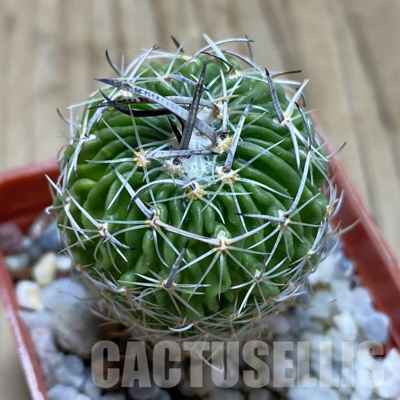 SH17396 Echinofossulocactus multicostatus