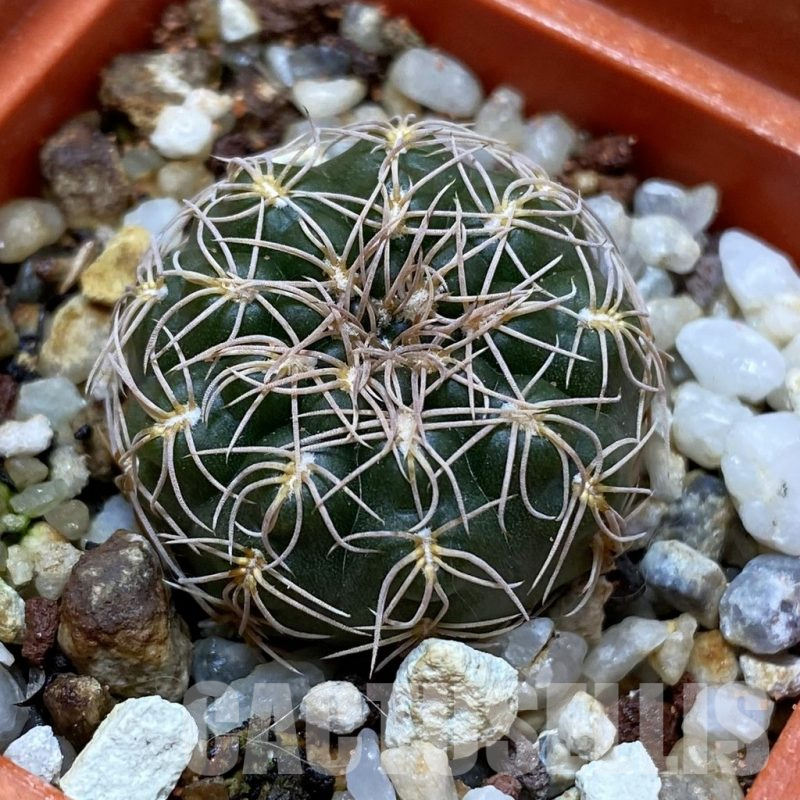 SH17435 Gymnocalycium capillaense