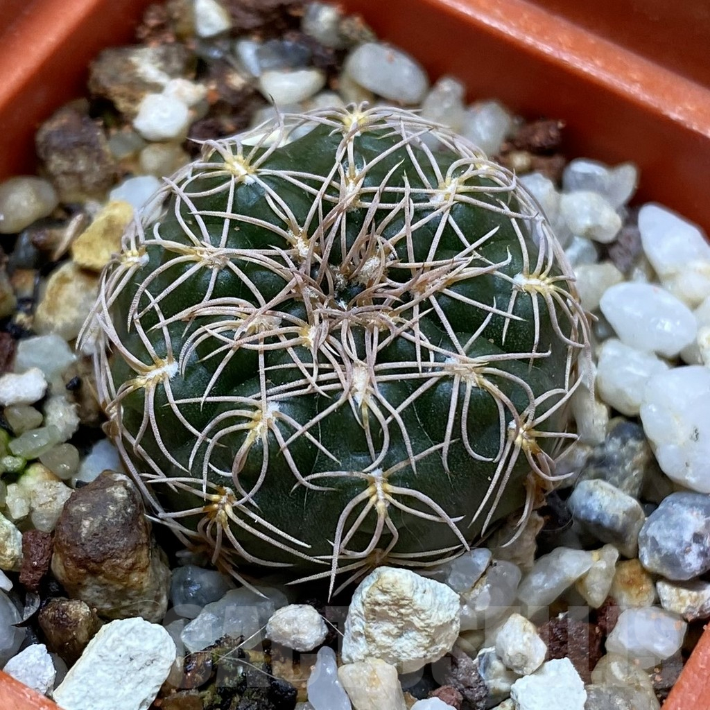 SH17435 Gymnocalycium capillaense