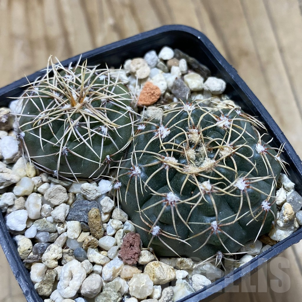 SH17436 Gymnocalycium gaponii, 2 plants