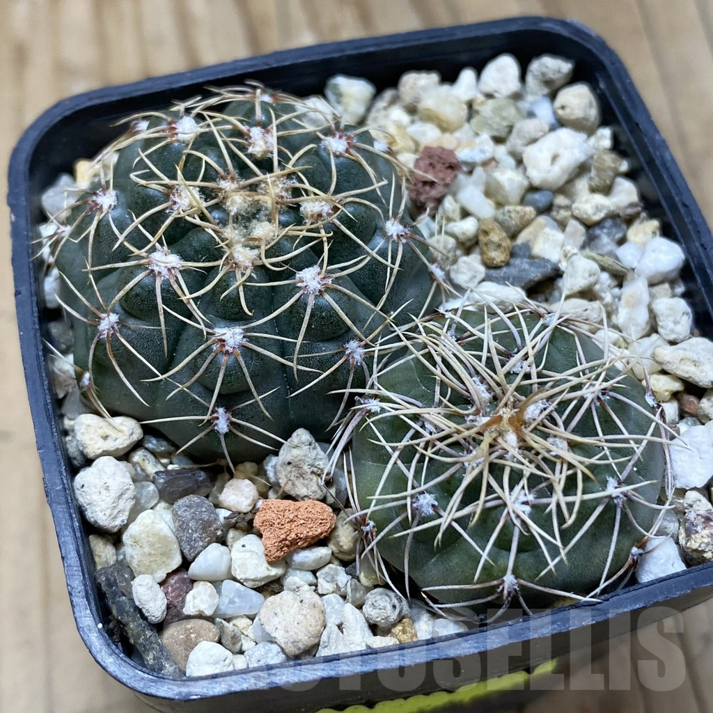SH17436 Gymnocalycium gaponii, 2 plants - Image 2