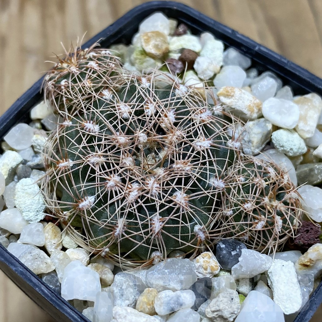 SH17437 Gymnocalycium bruchii LB 1073