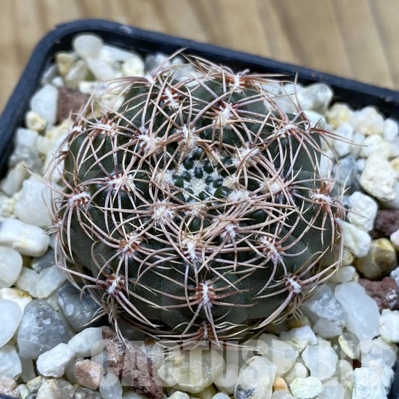 SH17438 Gymnocalycium bruchii LB 1073