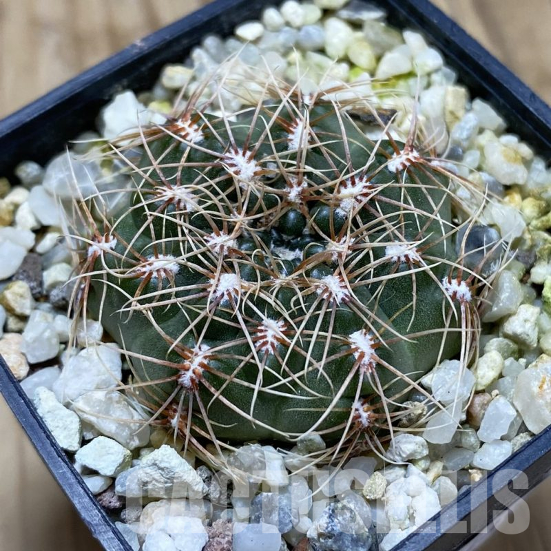 SH17439 Gymnocalycium bruchii LB 1073