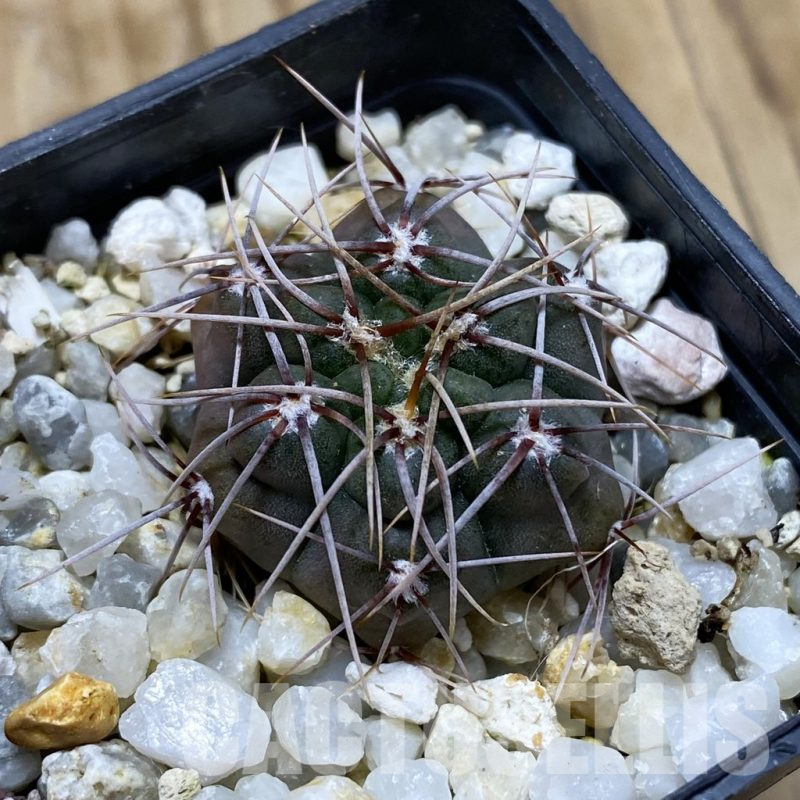 SH17440 Gymnocalycium mucidum aff. sp. VG 309