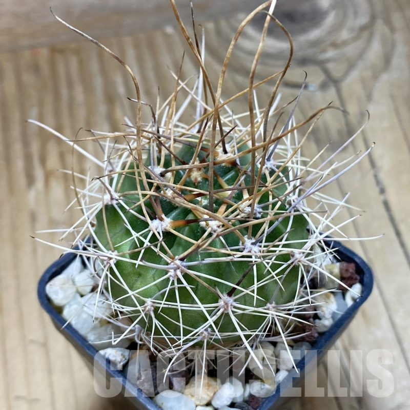 SH17441 Lobivia hybrid